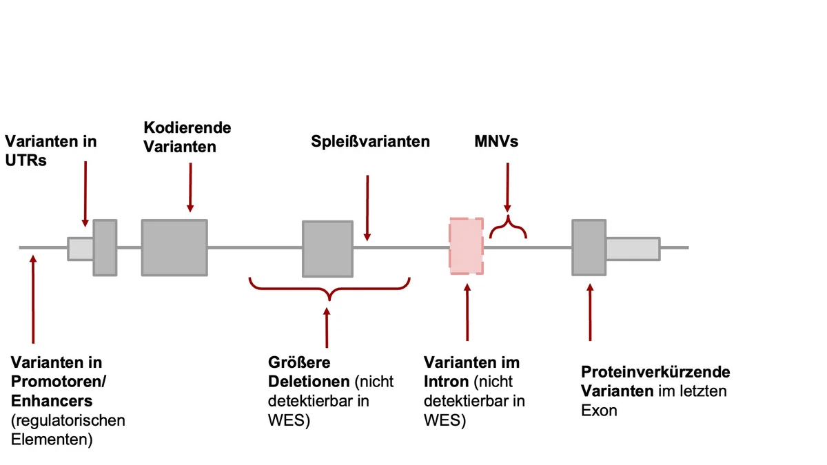 Diagramm eines Gens mit Positionen verschiedener Varianten: Varianten in Promotoren/Enhancern, UTRs, kodierenden Bereichen, Spleißstellen, Introns und im letzten Exon. Enthält größere Deletionen und MNVs sowie Hinweise auf Varianten, die mit Whole-Exome-Sequencing (WES) nicht detektierbar sind.
