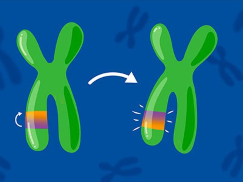 Recurrent inversion polymorphisms in humans